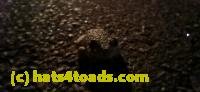 /home//u458753944/public_html/sourcegallery//////Roxborough Toad Detour/2025/2025-04-19/20250419_204235.jpg